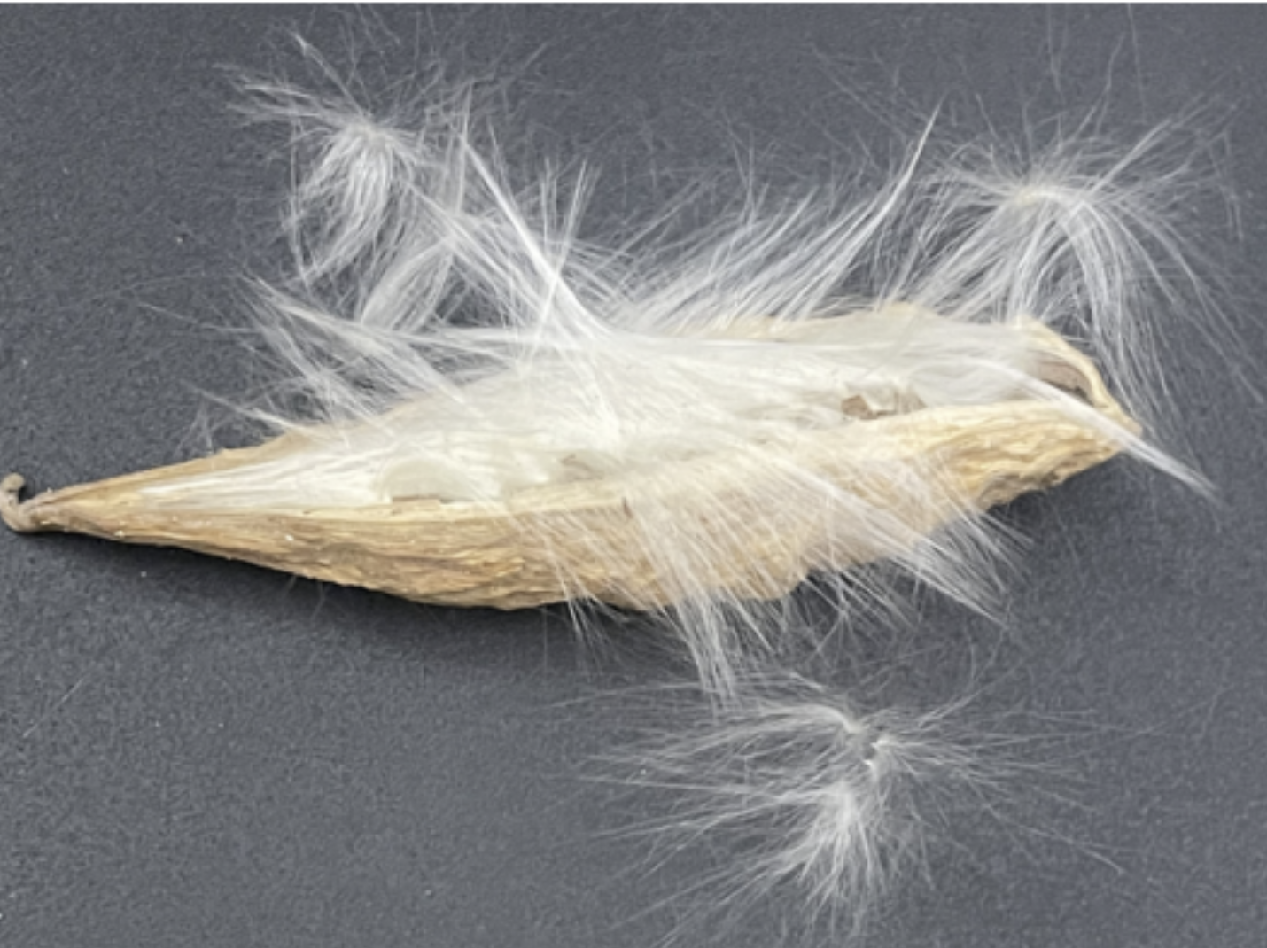 Seed-Based Mask